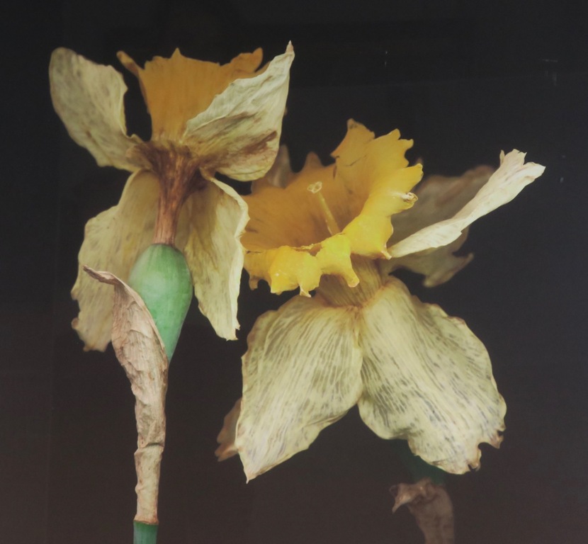 Joop Vos en Maria Berkhout: Giclee, Narcissen - Ingelijst (Groot) kopen? Bied vanaf 80!