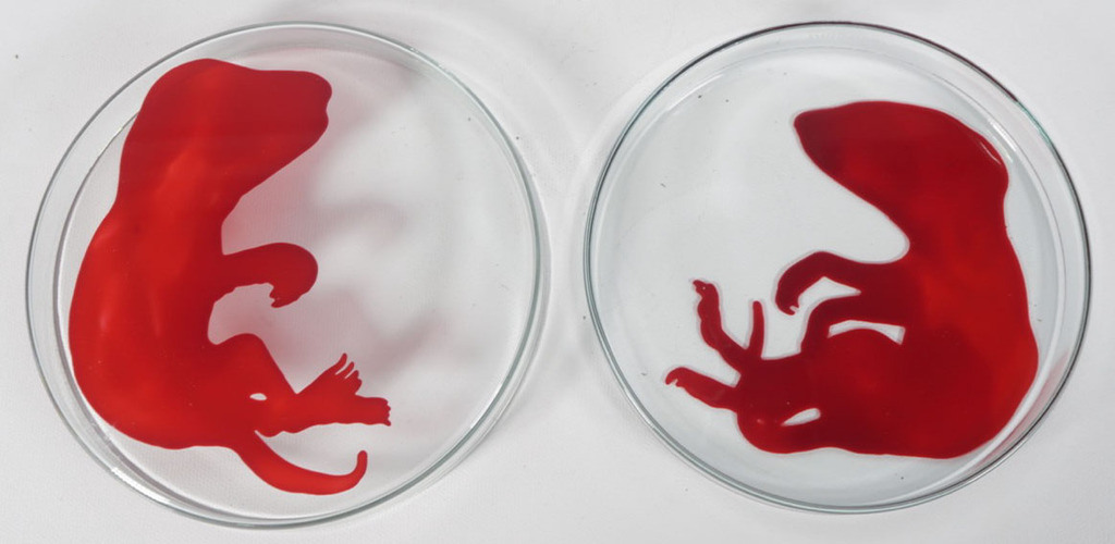 Lisette Verkerk: Beschilderd petrischaaltje, Origins II kopen? Bied vanaf 35!