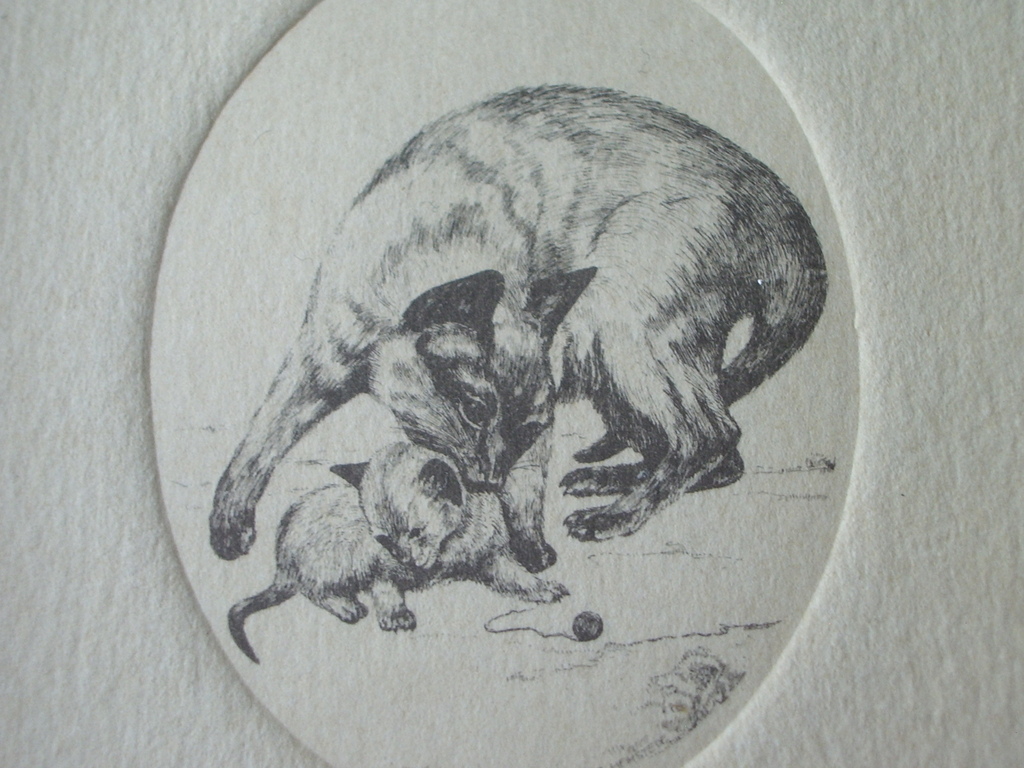 etsje poes en kitten kopen? Bied vanaf 17!