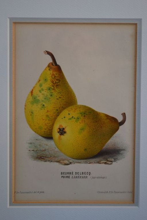 De Pannemaeker (1855-1885): Chromolitho, Beurre Delbecq Poire Laherard, ca 1880 kopen? Bied vanaf 20!