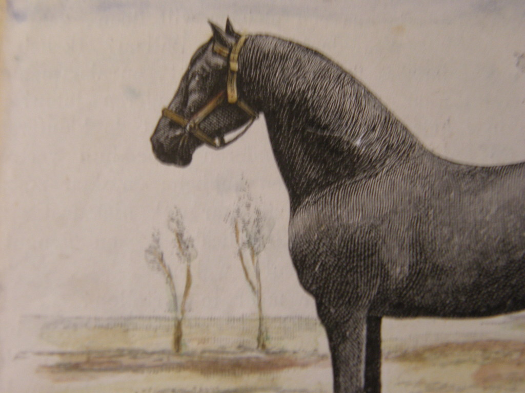 Ingekleurde houtgravure zinkografie Friese Hengst kopen? Bied vanaf 25!