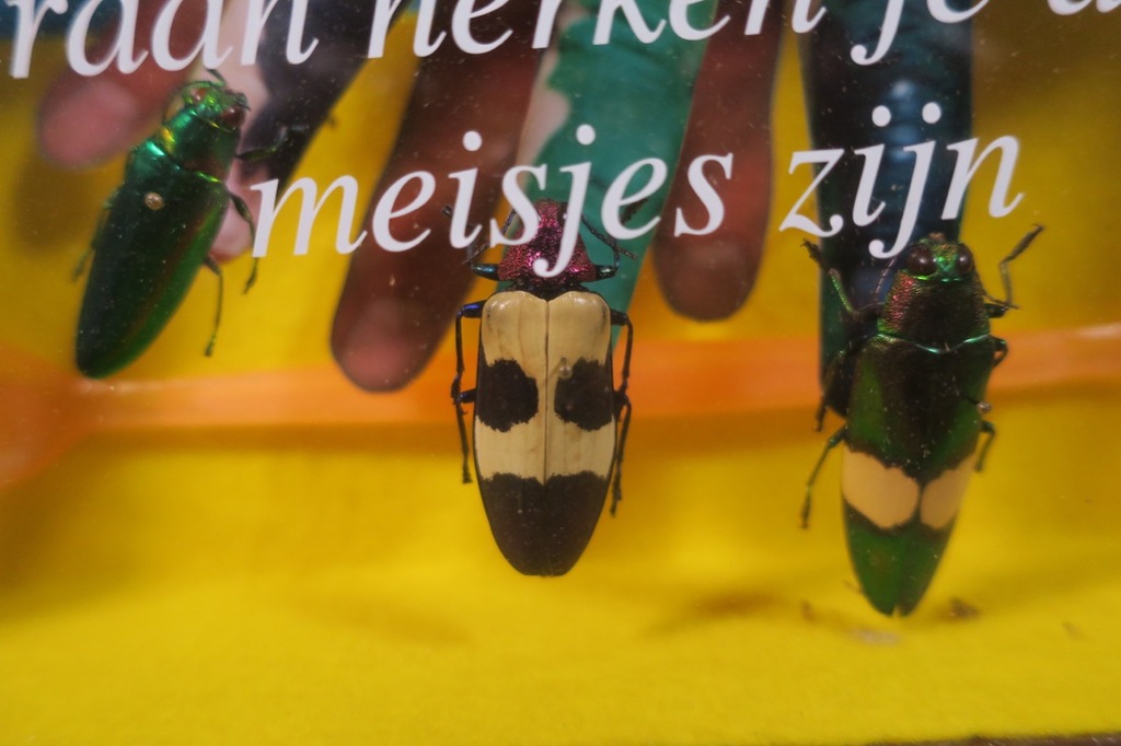 Pamela Schellekens: Gemengde techniek met kevers, Meisjes hebben.. - Ingelijst kopen? Bied vanaf 50!