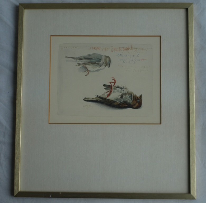 Pien Hazenberg (1942-) – Aquarel, Dooie mus / Sparrow - 1981 kopen? Bied vanaf 1!