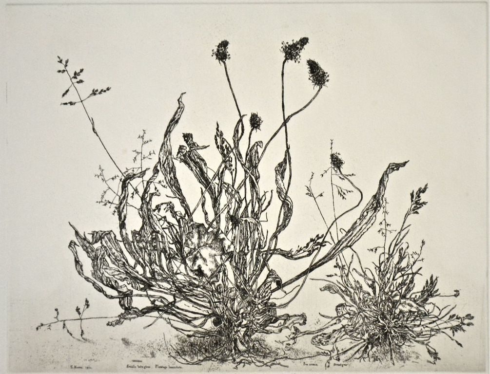 Simon Koene: Ets. Smalle weegbree kopen? Bied vanaf 50!