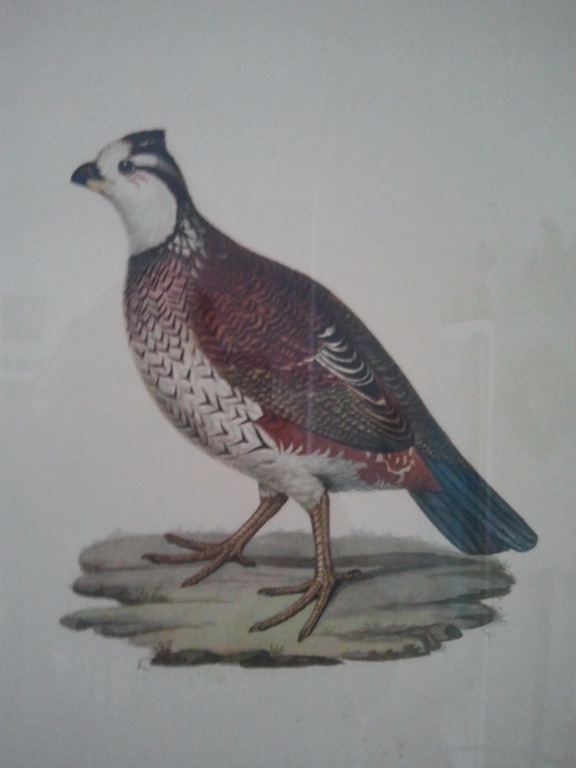 Een vogelprent. ca. 1920  kopen? Bied vanaf 1!