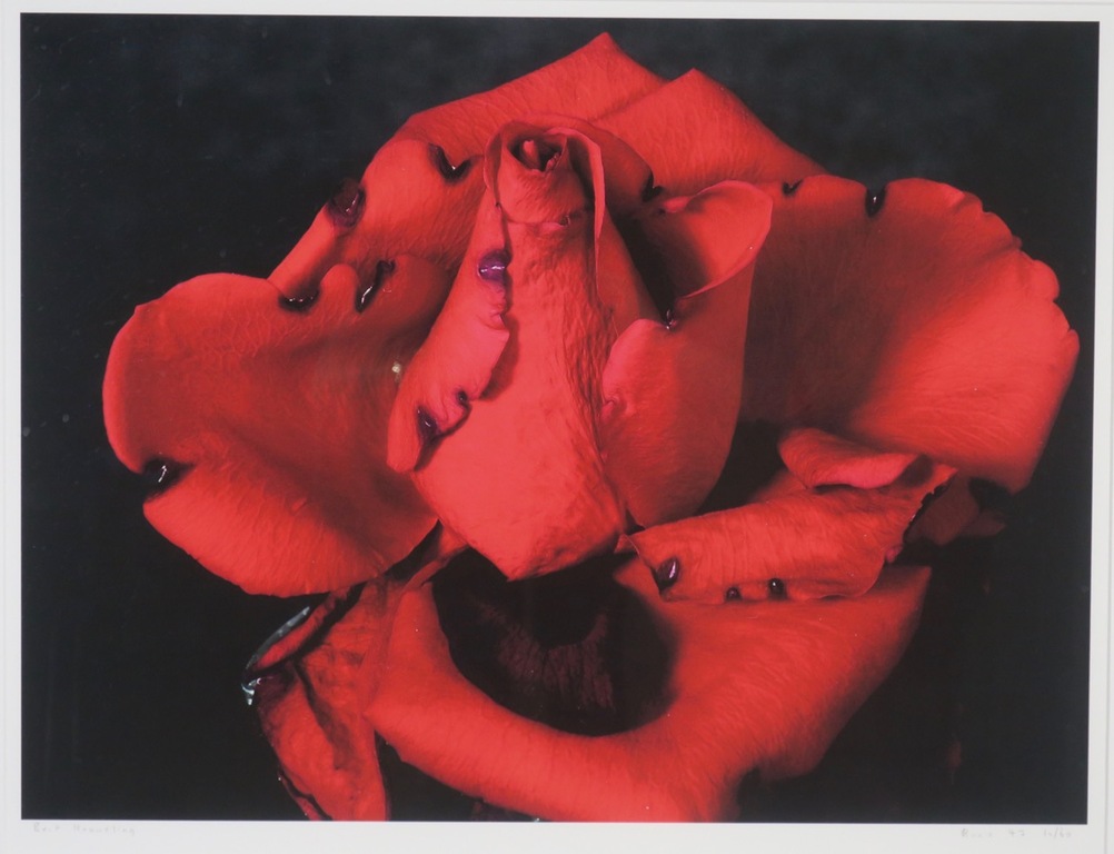 Bert Houweling: Foto, Roos 43 - Ingelijst verkocht voor € 50!