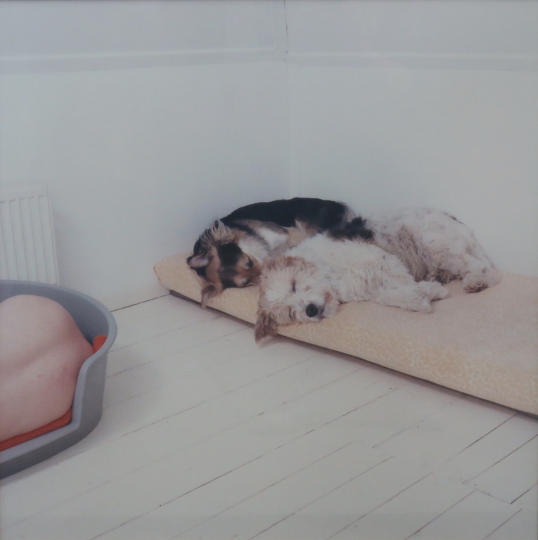 Maarten Wetsema: Foto, Zelfportret met Honden -Ingelijst kopen? Bied vanaf 35!