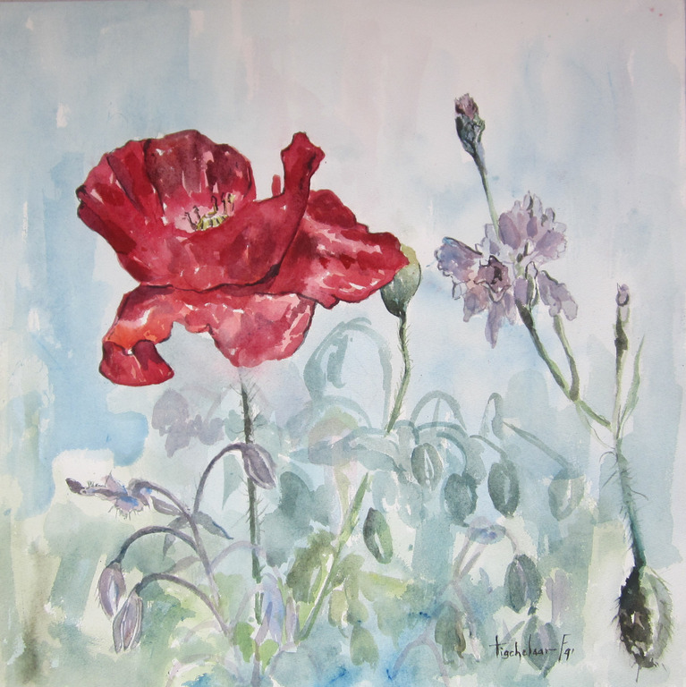 André Tigchelaar: Aquarel, papaver kopen? Bied vanaf 1!