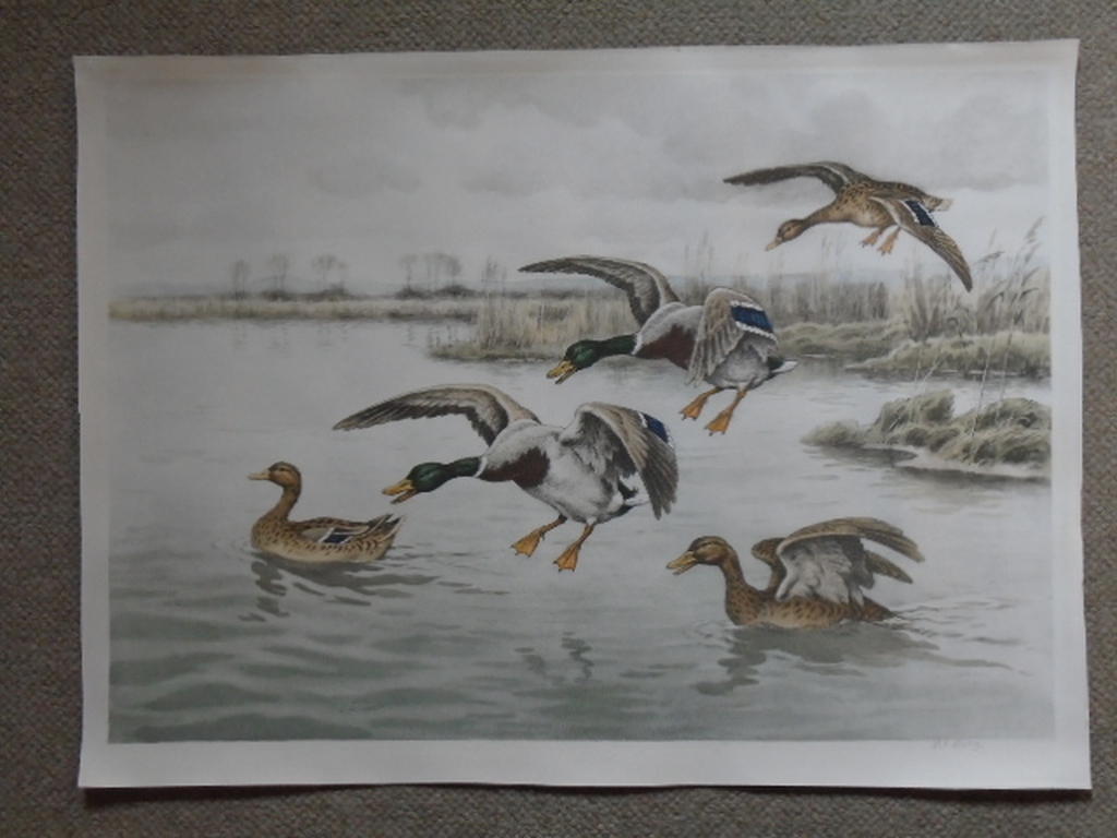 G.F. Rötig - kleurenets - Invallende eenden kopen? Bied vanaf 35!