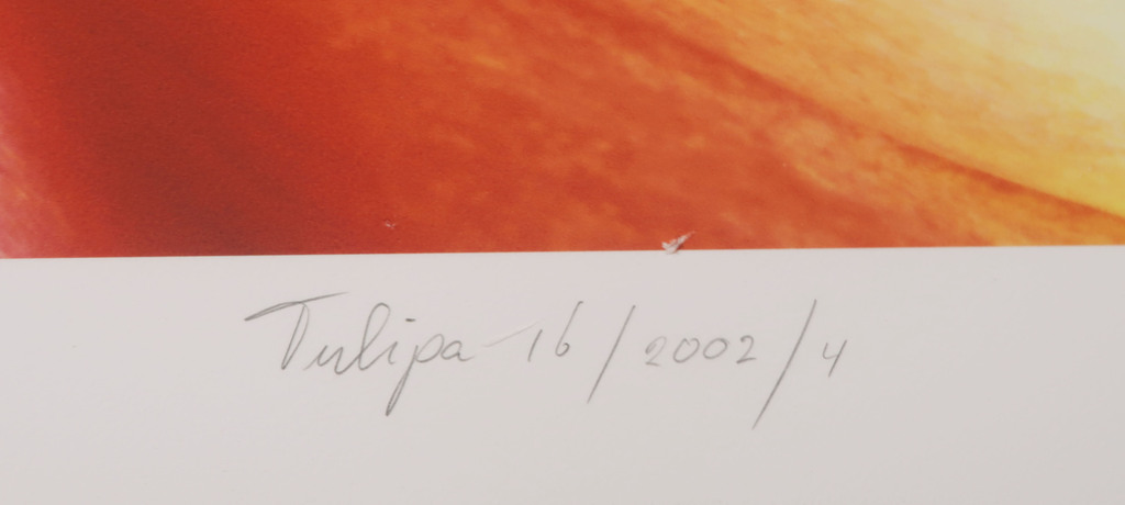 Joop Vos en Maria Berkhout: Giclee, Tulipa 16 (Groot) kopen? Bied vanaf 50!