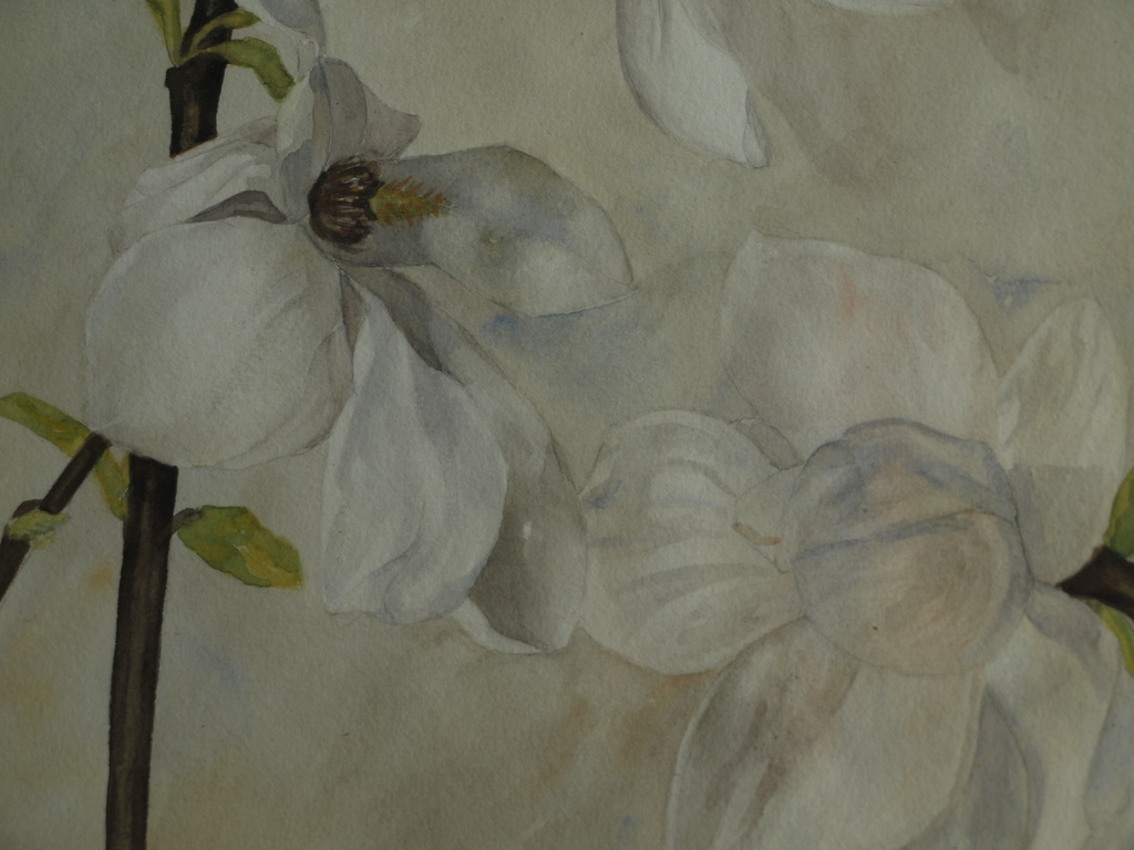 ThalÃ© Hulst: Aquarel â�� Magnolia, Tulpenboom - ingelijst - 1940  kopen? Bied vanaf 30!