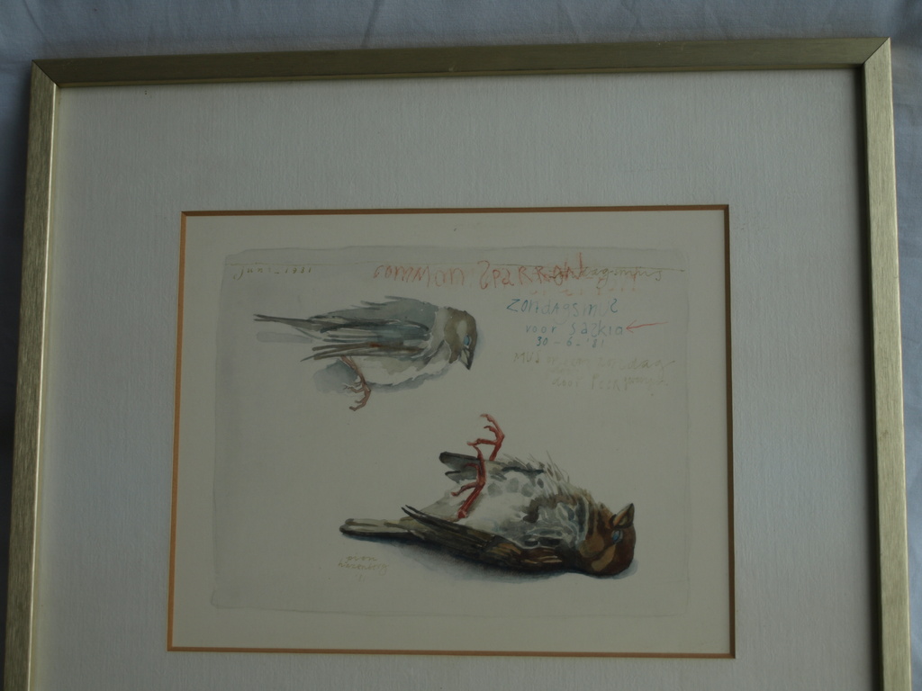 Pien Hazenberg (1942-) – Aquarel, Dooie mus / Sparrow - 1981 kopen? Bied vanaf 1!