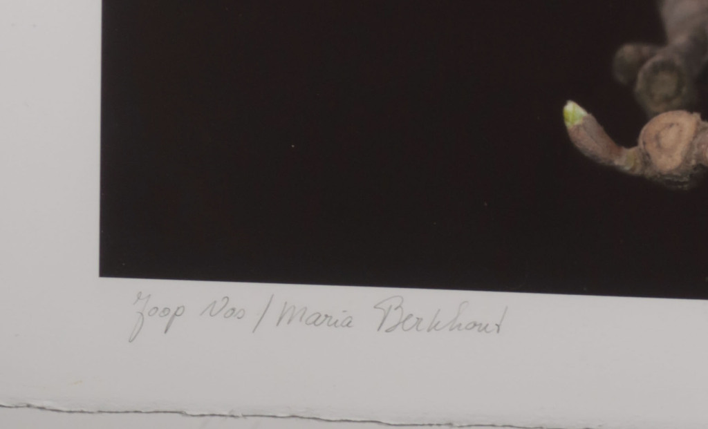 Joop Vos en Maria Berkhout: Giclee, Magnolia - Ingelijst (Groot) kopen? Bied vanaf 80!