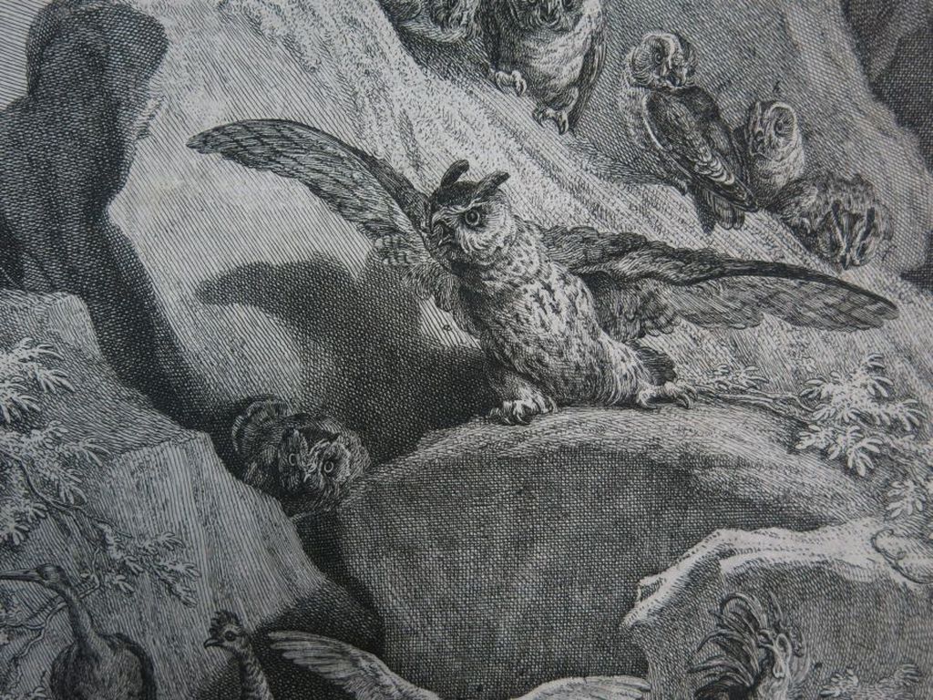 Johann Elias Ridinger: Ets, Pauw  kopen? Bied vanaf 35!