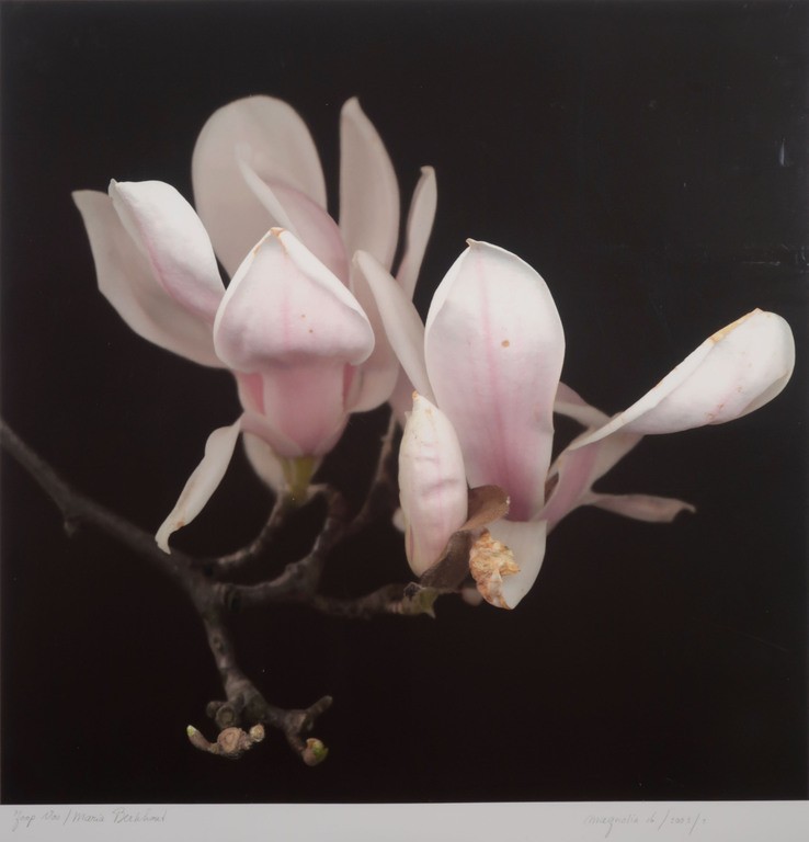 Joop Vos en Maria Berkhout: Giclee, Magnolia - Ingelijst (Groot) kopen? Bied vanaf 80!