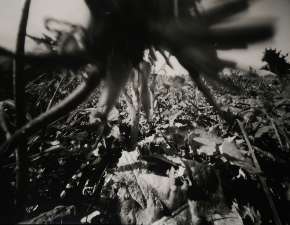 Corine Horrman: Foto, Z.T. - Ingelijst kopen? Bied vanaf 50!