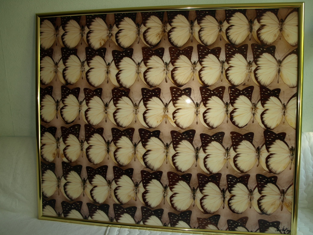 Paul Huf – Zeer grote gesigneerde foto – Vlinders - Oplage 1 – 1984 - Ingelijst  verkocht voor € 750!