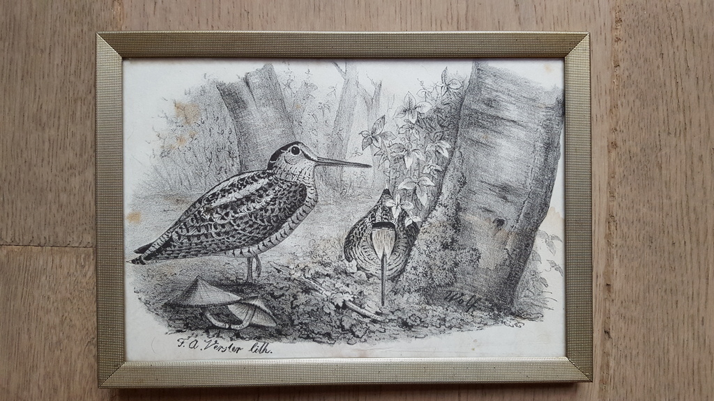 F.A. Verster - Litho, gesigneerd linksonder (ingelijst) kopen? Bied vanaf 49!