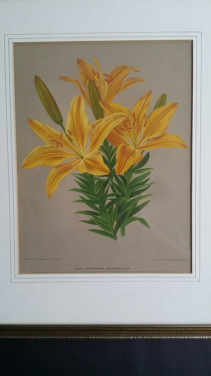 Arentina Arendsen, Kleurenlitho, Lelies / Lilium kopen? Bied vanaf 1!