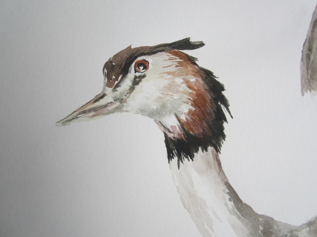 André Tigchelaar: Aquarel, Futen kopen? Bied vanaf 1!