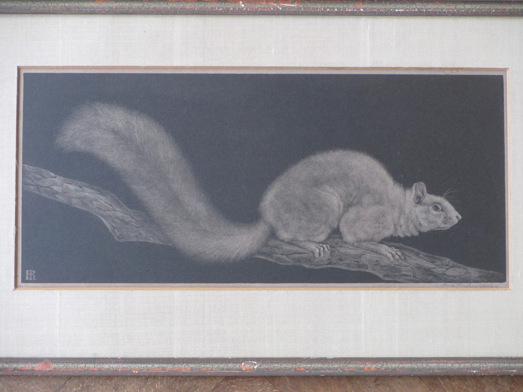 Ina Rahusen, Eekhoorn, Litho verkocht voor € 45!
