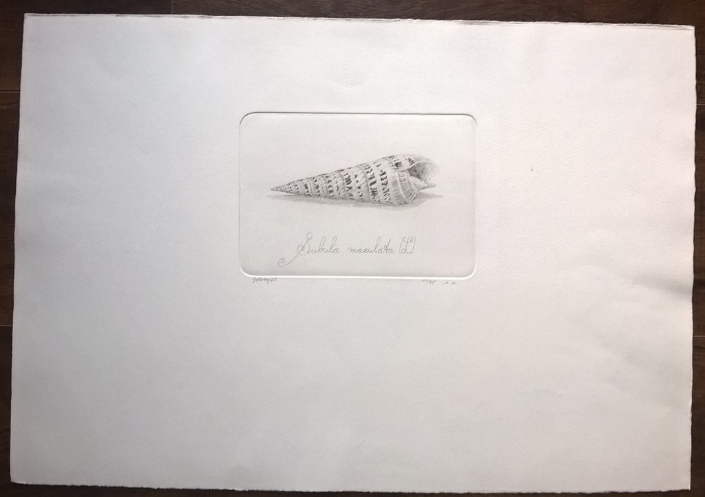 Gerard van Rooy – Subula maculata - gesigneerde ets  kopen? Bied vanaf 75!