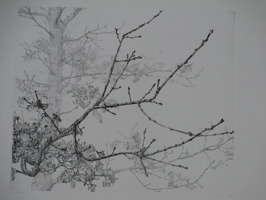 Reinder Homan, Jonge Eik, Ets verkocht voor € 95!