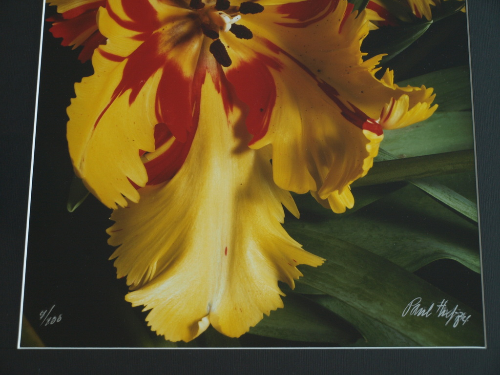 Paul Huf : Foto - Flowers - Tulp - Gesigneerd - Ingelijst - 1984  kopen? Bied vanaf 275!