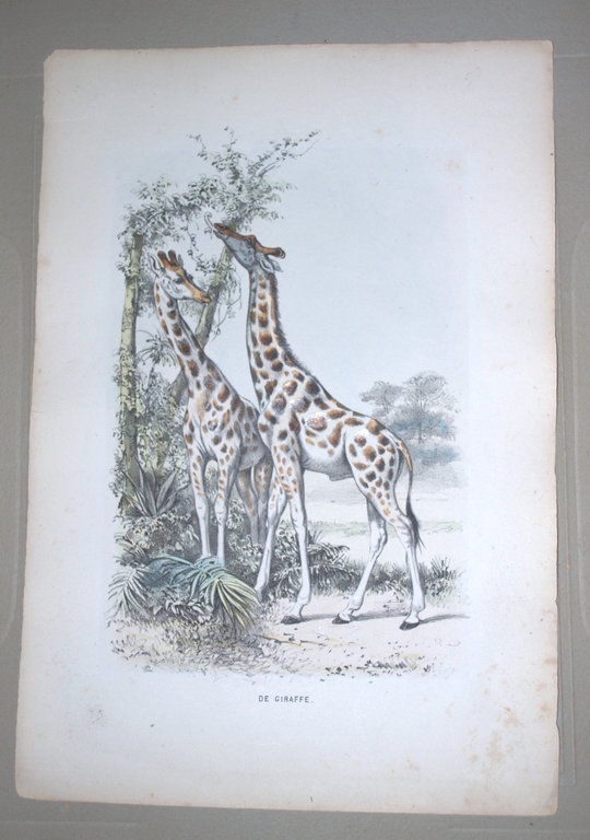 Giraffes - handgekleurde litho - rond 1865 - mooi ingelijst kopen? Bied vanaf 18!