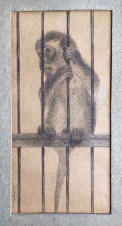 Theo Dijkwel aapje in Artis. kopen? Bied vanaf 1!