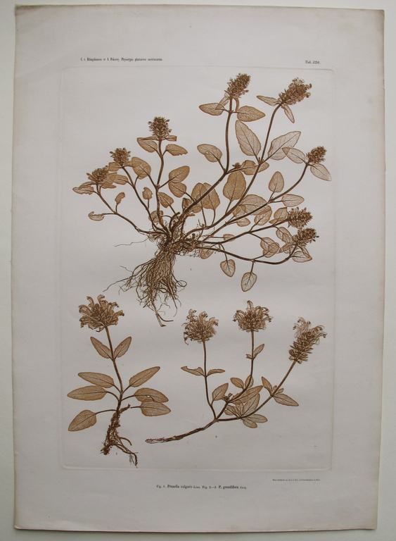 Naturselbstdruck uit 1886, Prunella vulgaris kopen? Bied vanaf 75!