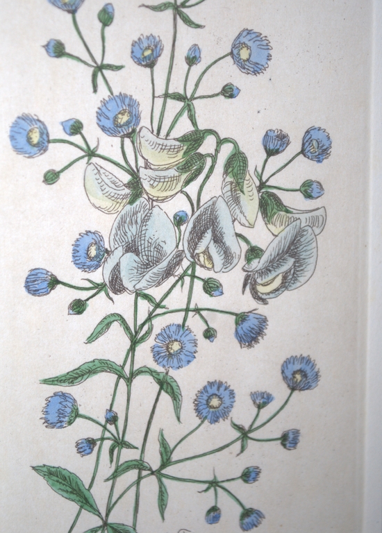 KORENBLOEMEN EN LATHYRUS | KLEURENETS kopen? Bied vanaf 15!