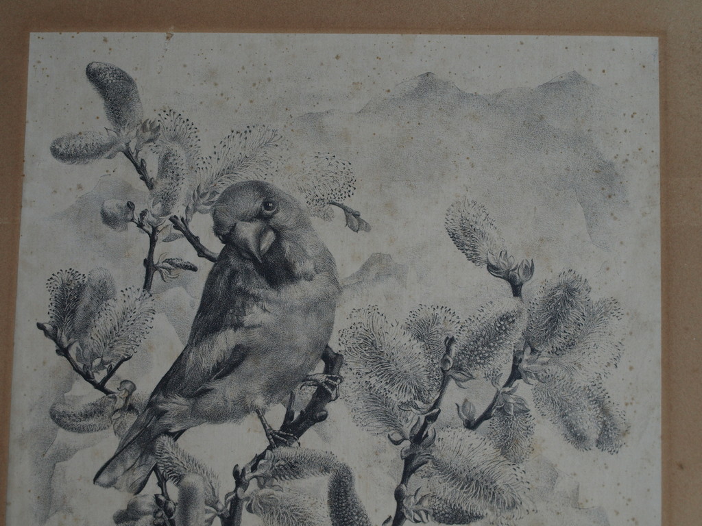 Aart van Dobbenburgh : Litho , Appelvink – Gesigneerd – 1945 – oplage 30 kopen? Bied vanaf 1!