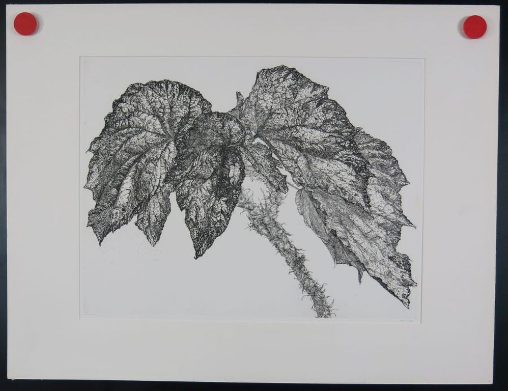 Reinder Homan: Ets, Begonia kopen? Bied vanaf 1!