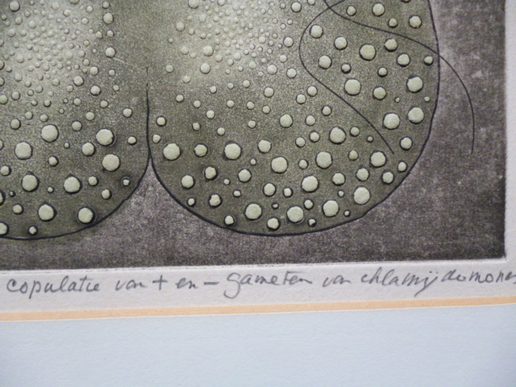 Harry van Kruiningen - kleurenets - Copulatie kopen? Bied vanaf 50!