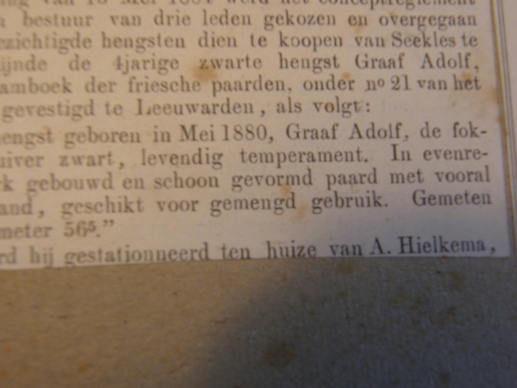 Ingekleurde houtgravure zinkografie Friese Hengst kopen? Bied vanaf 25!