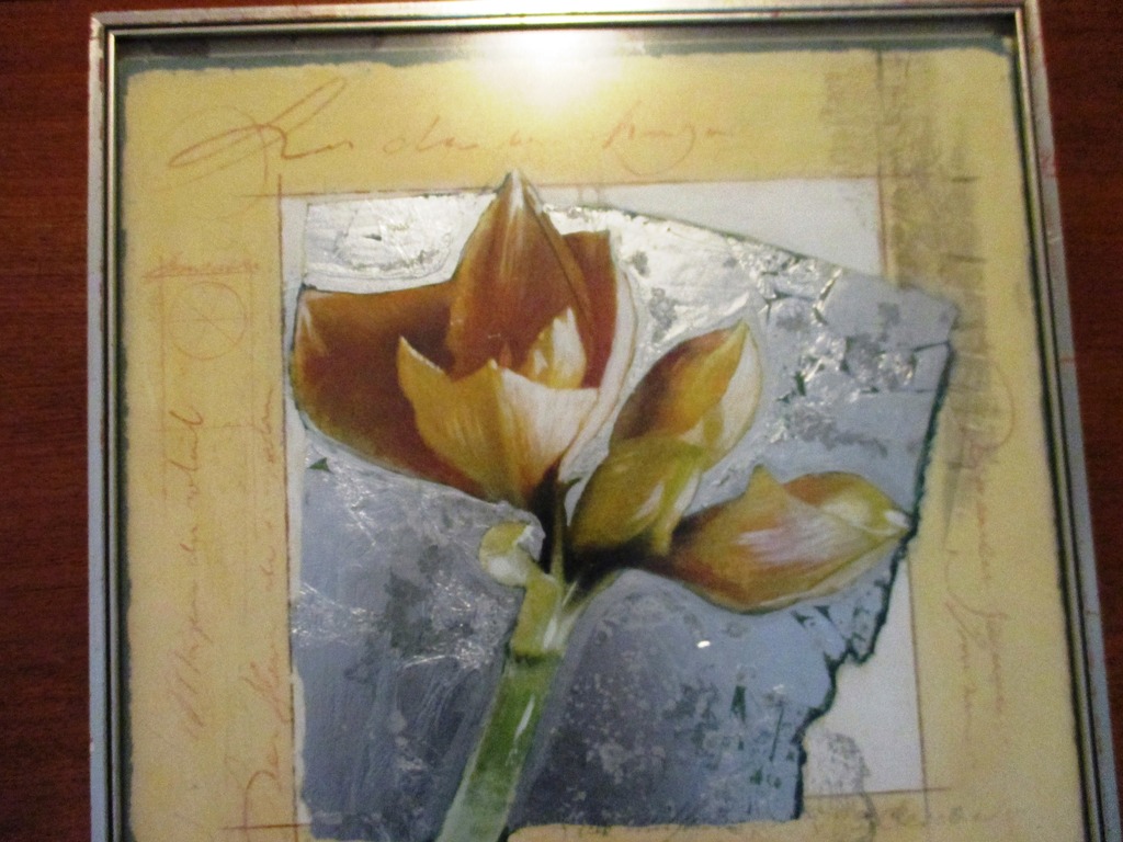 Witte amarylis kopen? Bied vanaf 10!