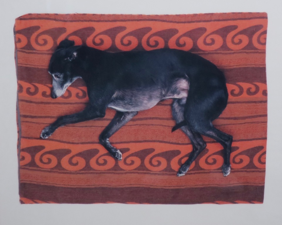 Maarten Wetsema: Foto op aluminiumplaat, Rik op kleed - Ingelijst kopen? Bied vanaf 1!