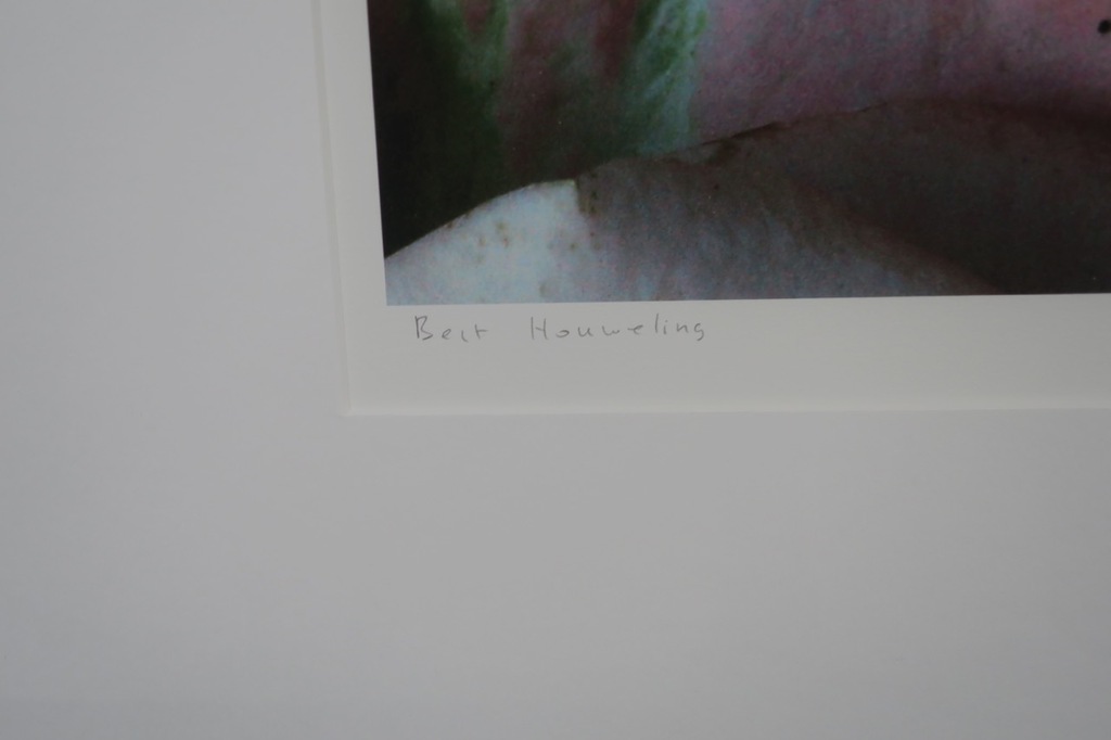 Bert Houweling: Foto, Roos 30 - Ingelijst kopen? Bied vanaf 50!