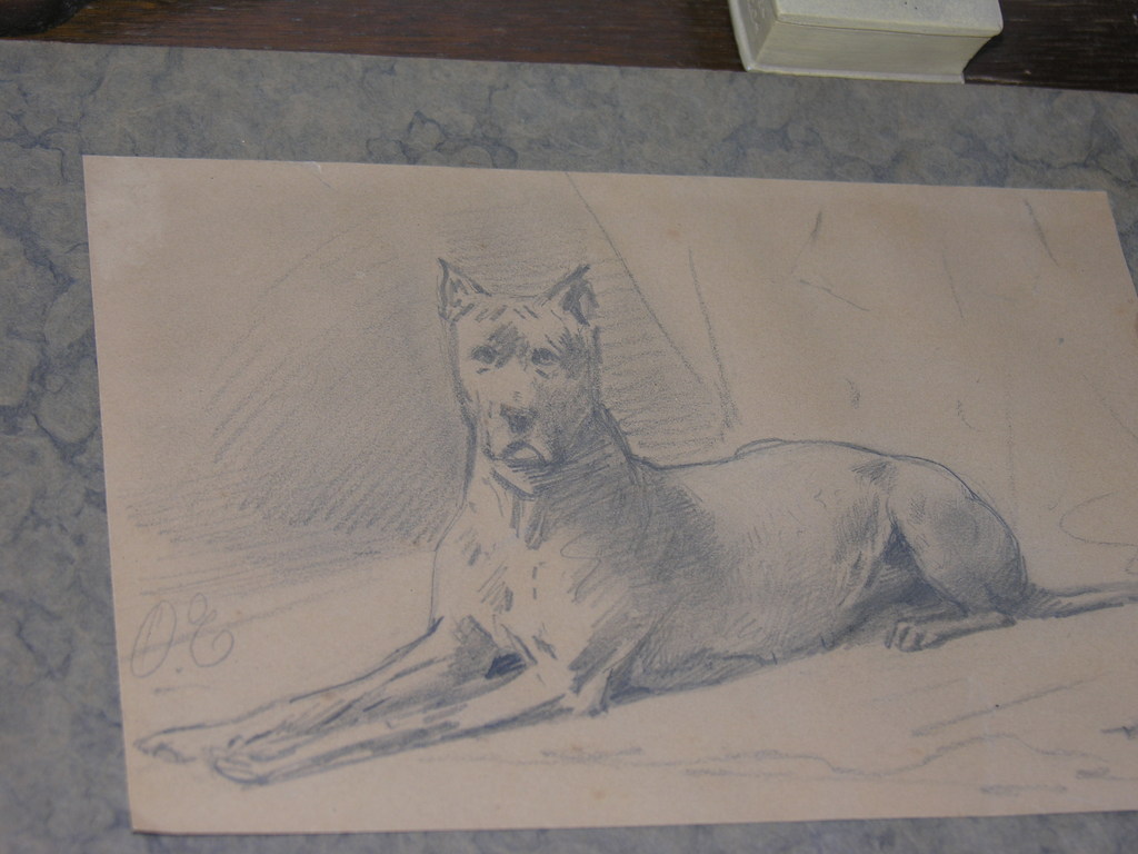 Deense Dog kopen? Bied vanaf 500!