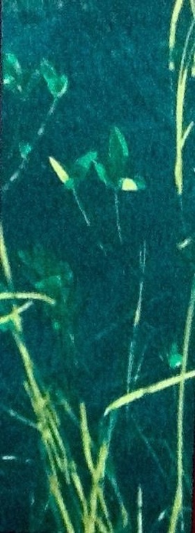 Marian Plug, zeefdruk, Drieblad kopen? Bied vanaf 1!