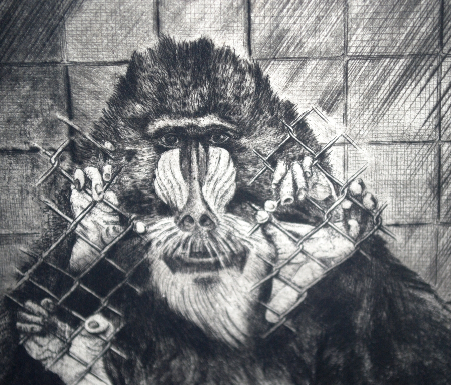 Kik Zeiler, zeldzame ets van een mandril oplage 55 - incl. kunstboek kopen? Bied vanaf 50!