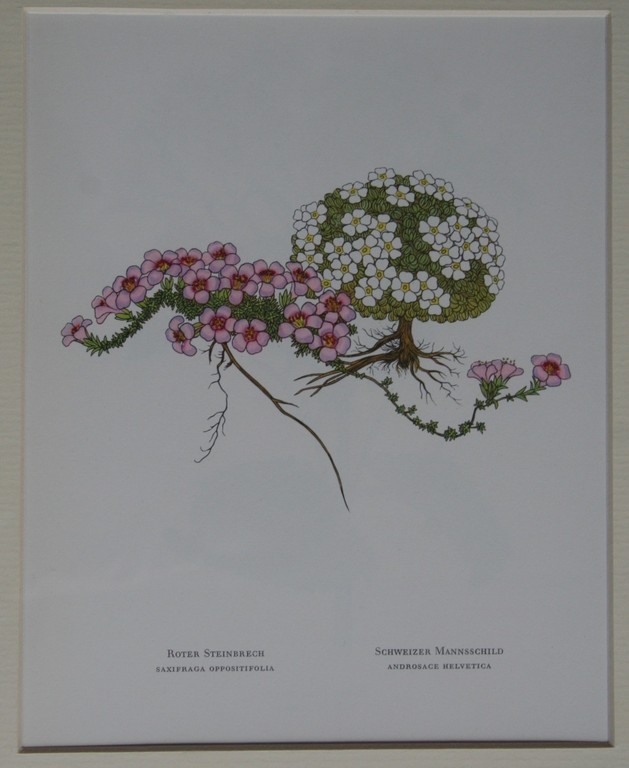 Josef Weisz, houtsnede van bloemen kopen? Bied vanaf 18!