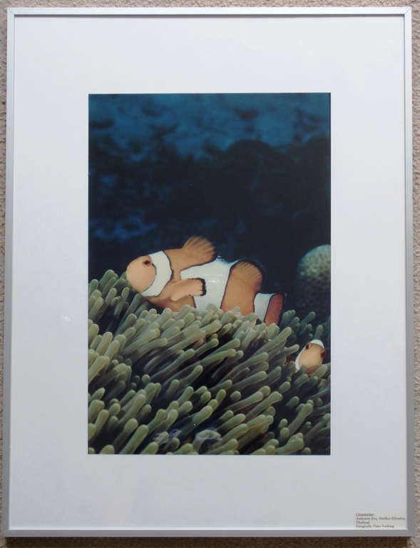 Peter Verhoog, ingelijste foto: Clownsvisje, Similan eilanden, Thailand kopen? Bied vanaf 1!