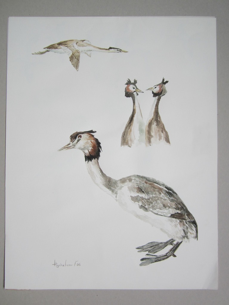 André Tigchelaar: Aquarel, Futen kopen? Bied vanaf 1!