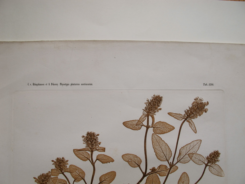 Naturselbstdruck uit 1886, Prunella vulgaris kopen? Bied vanaf 75!