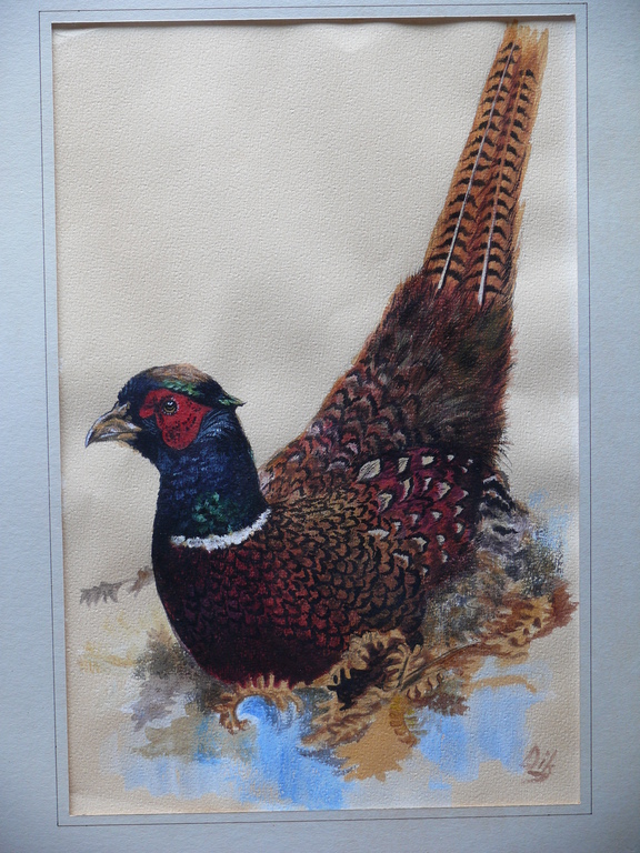 Pieter Dik, Gouache, Fazant kopen? Bied vanaf 575!