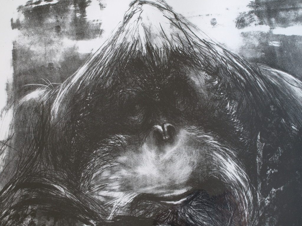 Ton Söder : Litho , Orang-oetan Joop – Artis - gesigneerd & ingelijst – 1982 kopen? Bied vanaf 1!
