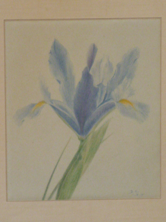 Dirk Harting - tekening - Blauwe iris verkocht voor € 75!