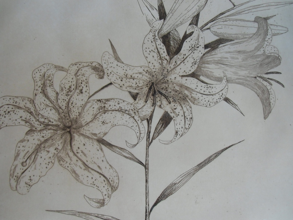 TIJGERLELIES / ETS VAN JAN POORTENAAR kopen? Bied vanaf 50!